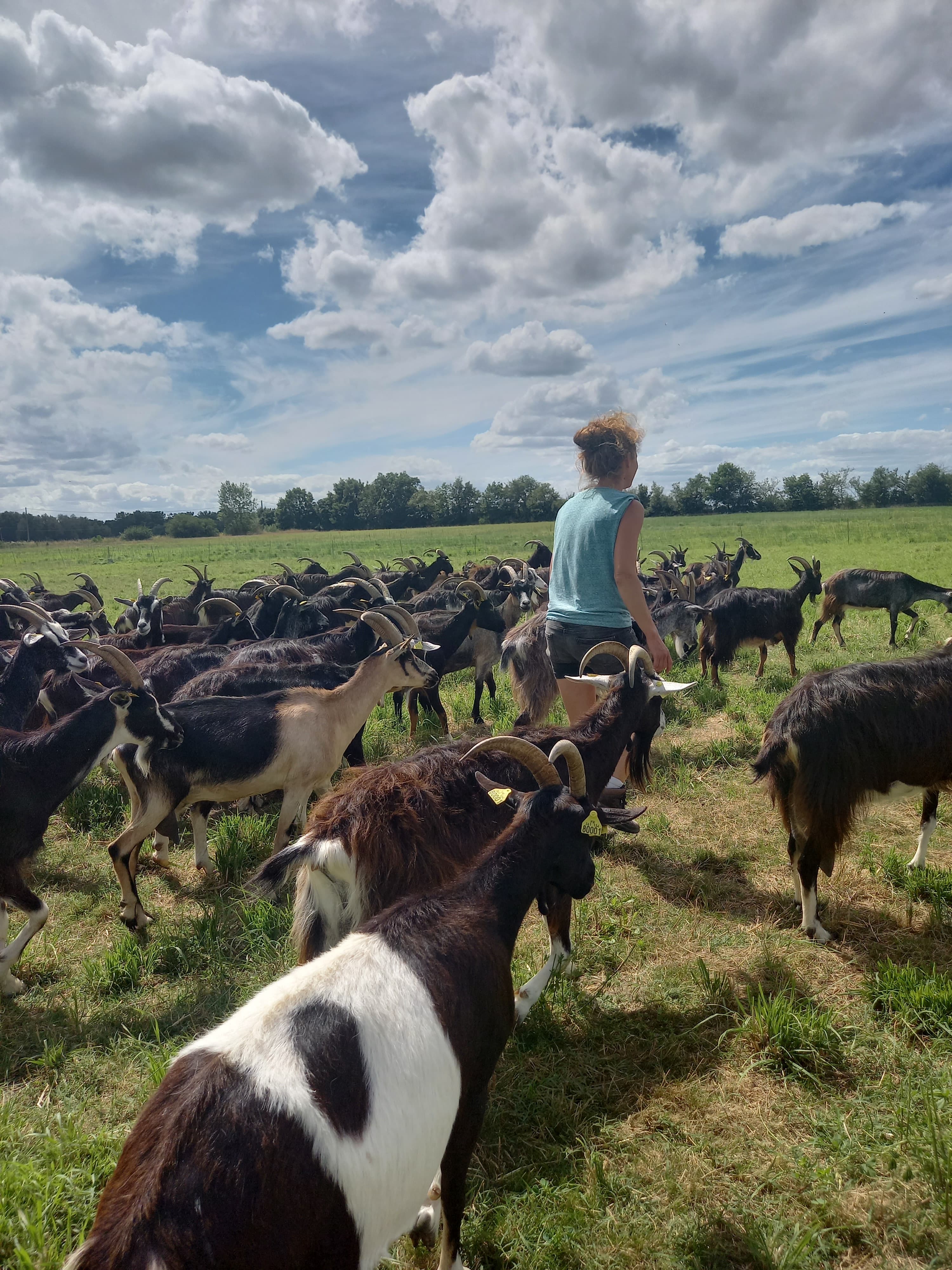 portes ouvertes de la ferme de Julie MIGAUD "la voie lactée" 6 juillet 2024